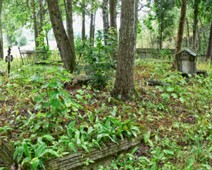 lieb-ev0005 Cmentarz w Klon gmina Rozogi